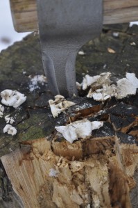 Spike splits a frozen stump really well. 